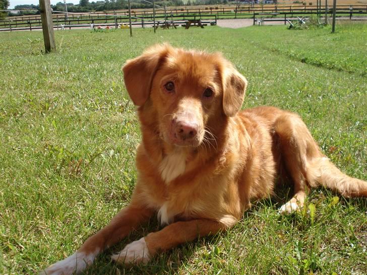 Nova scotia duck tolling retriever Sille billede 20