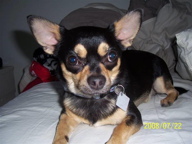 Chihuahua Boss - Boss <33 billede 7