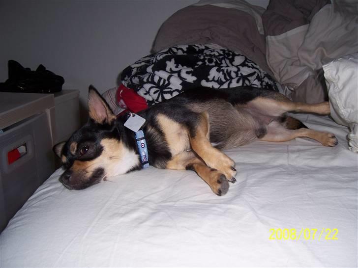 Chihuahua Boss - Putte hunden i sengen. billede 8