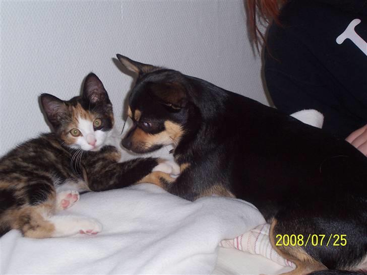 Chihuahua Boss - Boss med Wilma vores kat. billede 9