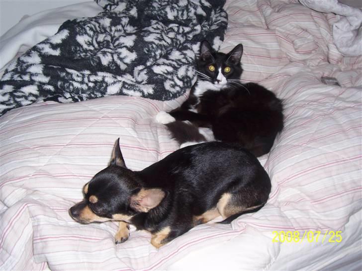 Chihuahua Boss - Boss og Noir igen. billede 10