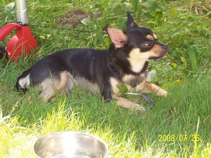 Chihuahua Boss - I haven. billede 11