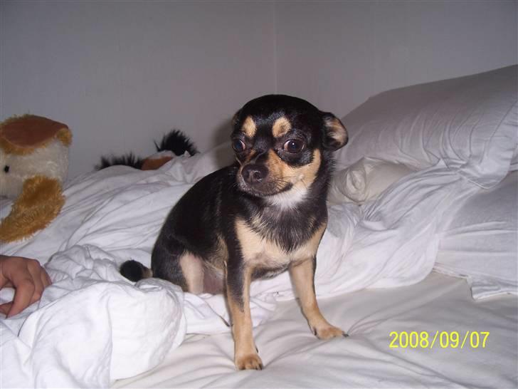 Chihuahua Boss - Min skat... billede 12