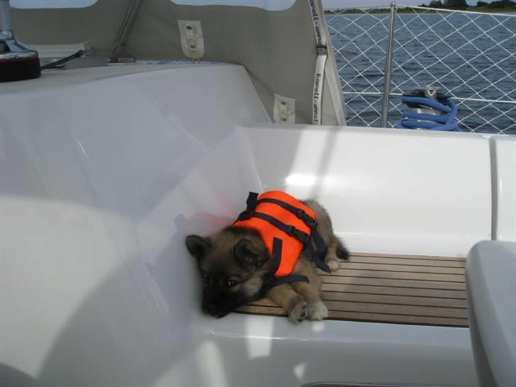 Islandsk fårehund SIGLA (R.I.P - 2022) - Min første sejltur billede 12