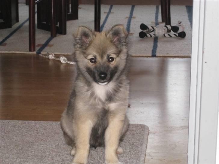 Islandsk fårehund SIGLA (R.I.P - 2022) - Så stor - 3 mdr. gammel billede 13