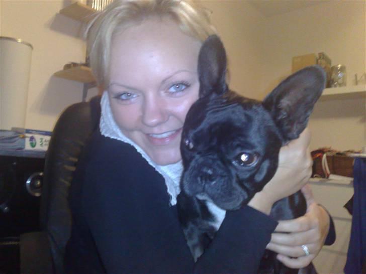 Boston terrier Bella - Elsker min lille prinsesse billede 3