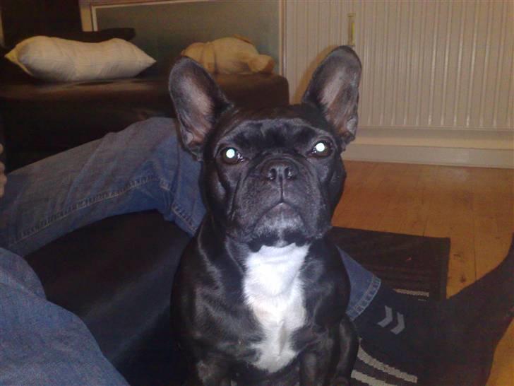 Boston terrier Bella - hmmm.. er altså liidt træt af at få taget billeder heeeele tiden... billede 4