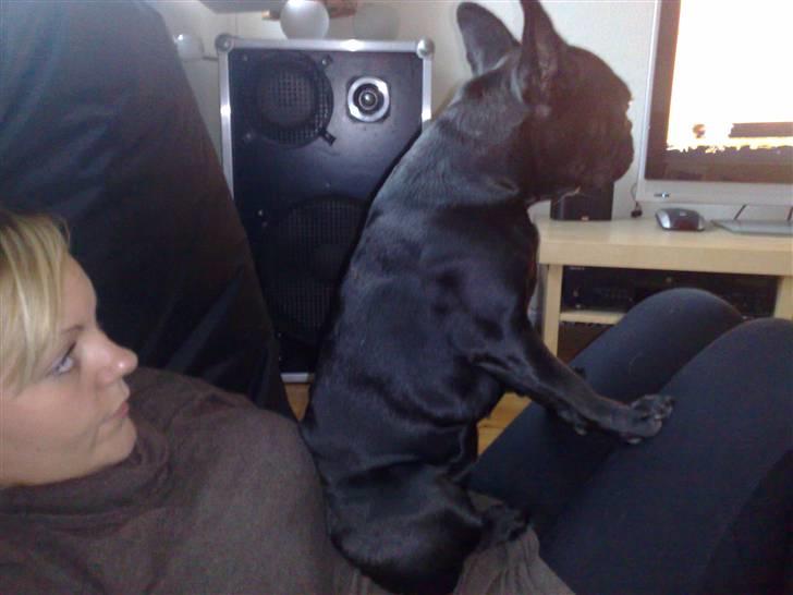 Boston terrier Bella - så blir der set fjersyn billede 5