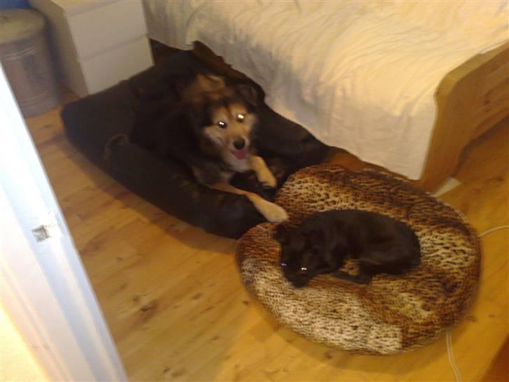 Boston terrier Bella - Storebror og lillesøster.. nat nat billede 6