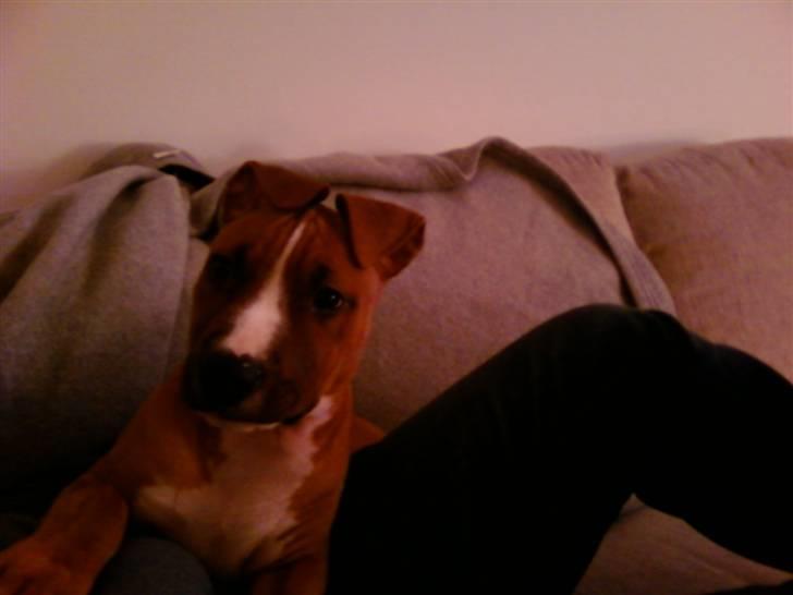 Amerikansk staffordshire terrier Zimba billede 3