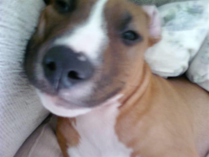 Amerikansk staffordshire terrier Zimba billede 4