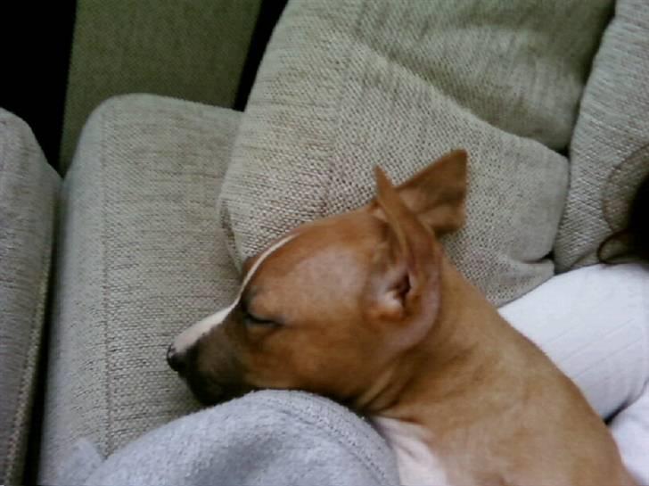 Amerikansk staffordshire terrier Zimba billede 5