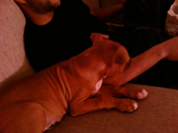 Amerikansk staffordshire terrier Zimba billede 6