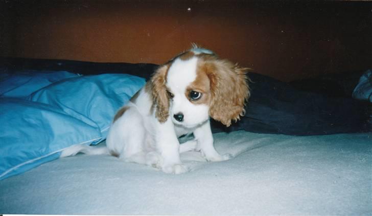 Cavalier king charles spaniel Dalstrups Batmann - som hvalp billede 8