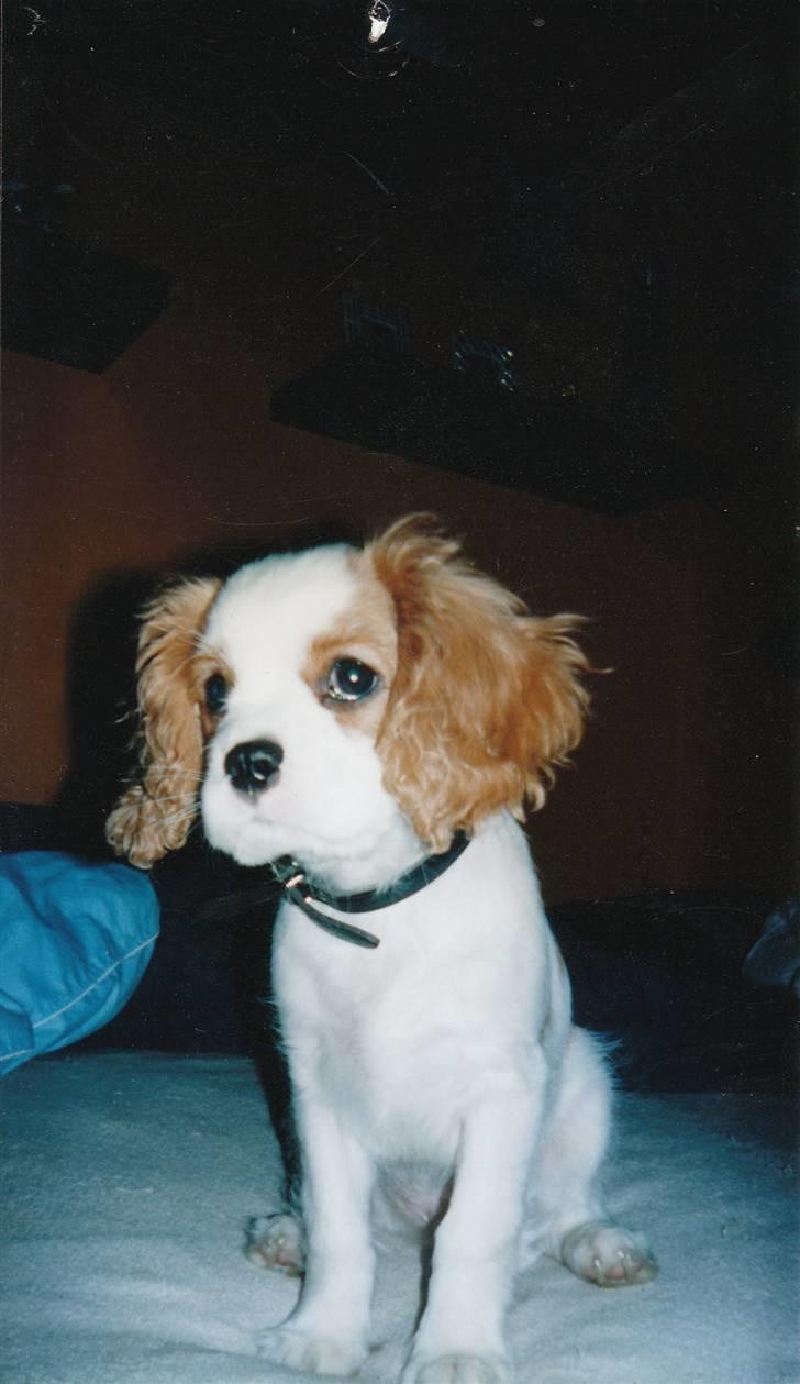 Cavalier king charles spaniel Dalstrups Batmann - som hvalp billede 9