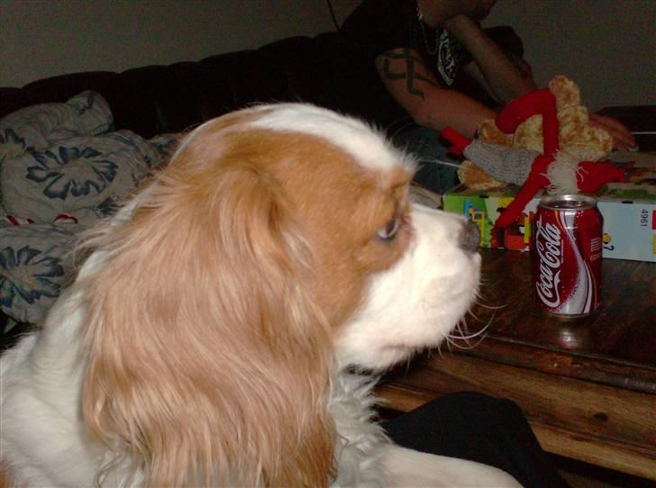 Cavalier king charles spaniel Dalstrups Batmann - som hvalp billede 10