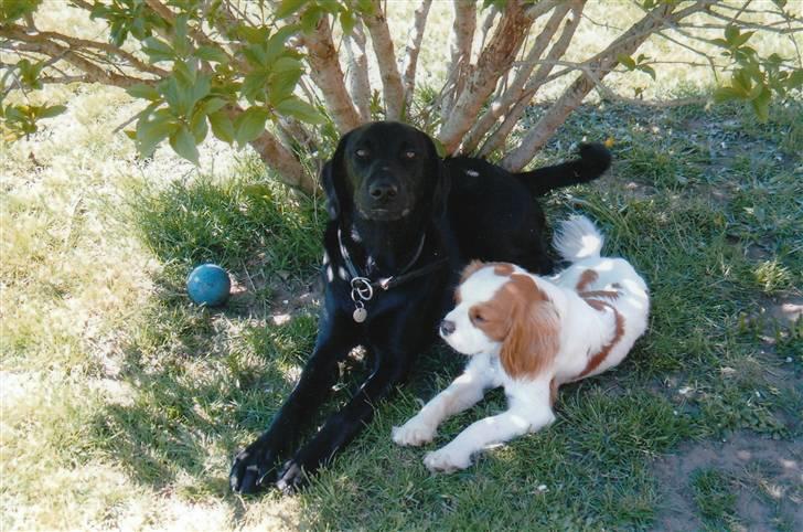 Cavalier king charles spaniel Dalstrups Batmann billede 11