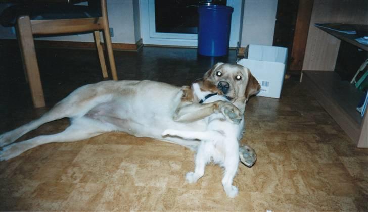 Cavalier king charles spaniel Dalstrups Batmann - som hvalp billede 12