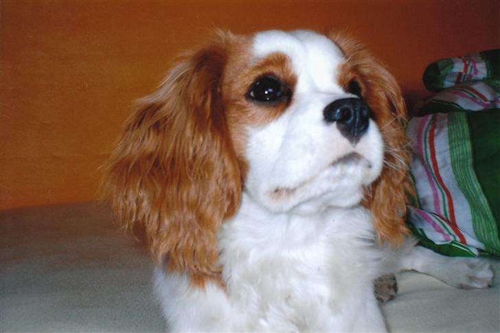 Cavalier king charles spaniel Dalstrups Batmann - som ung han hund billede 13