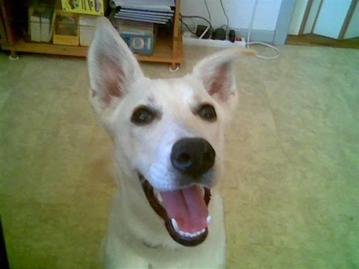 Blanding af racer jessi billede 1