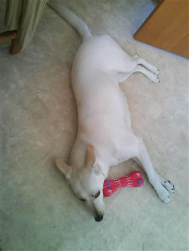 Blanding af racer jessi billede 2