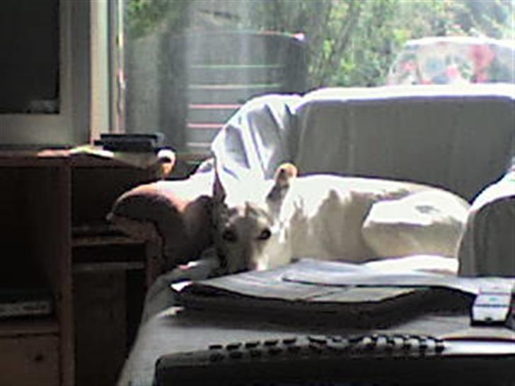 Blanding af racer jessi billede 3