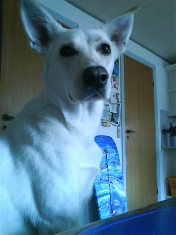 Blanding af racer jessi billede 4