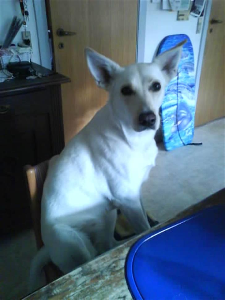 Blanding af racer jessi billede 5