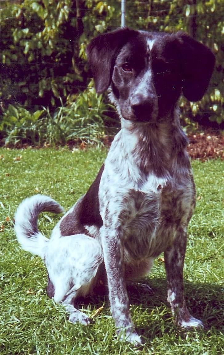 Blanding af racer Samina (himmelhund) - samina som hvalpmina som hvalp billede 1