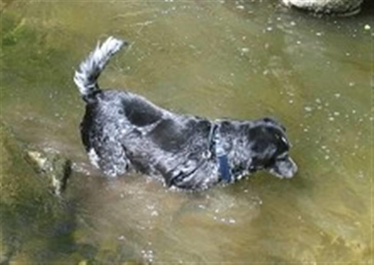 Blanding af racer Samina (himmelhund) - Samina bader billede 2