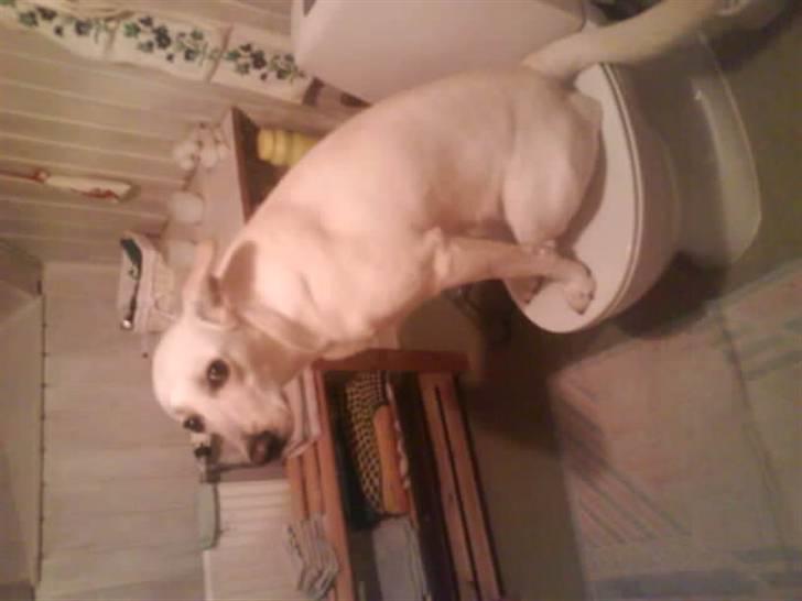 Blanding af racer jessi billede 7