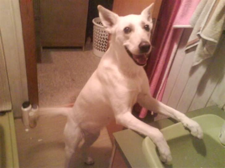 Blanding af racer jessi billede 8