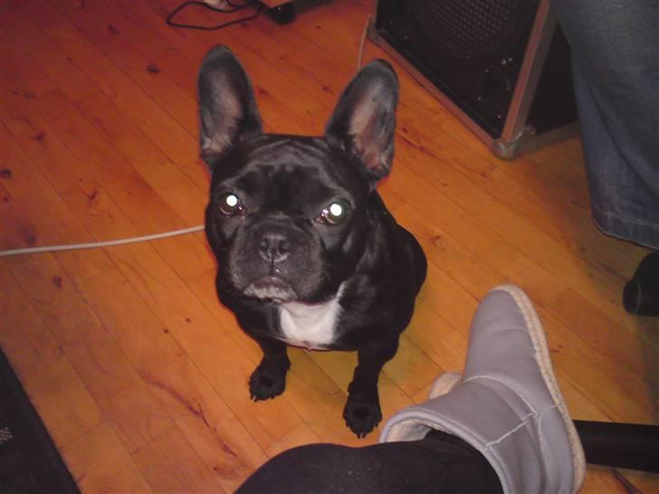 Boston terrier Bella billede 7