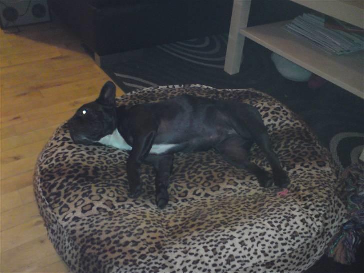 Boston terrier Bella billede 8