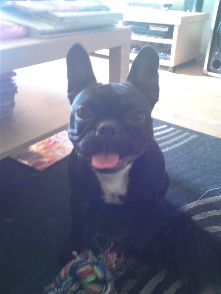 Boston terrier Bella billede 9