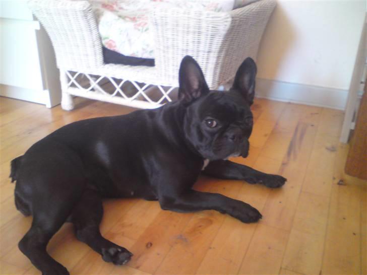 Boston terrier Bella billede 10