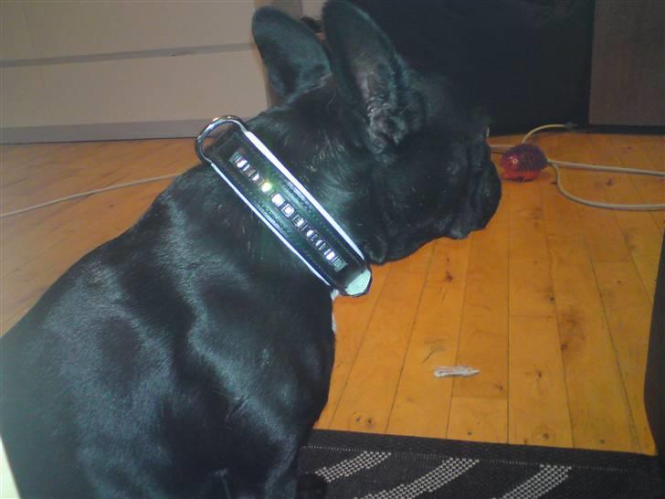 Boston terrier Bella billede 11