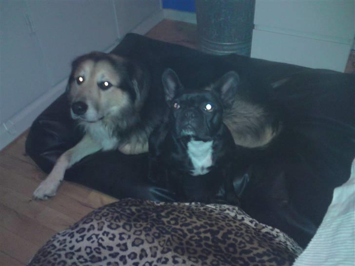 Boston terrier Bella billede 12