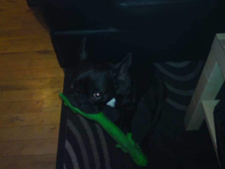 Boston terrier Bella billede 13