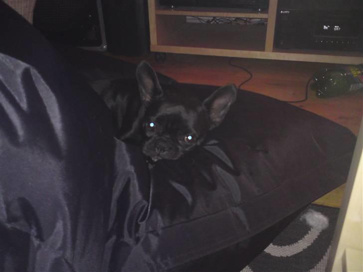 Boston terrier Bella billede 14