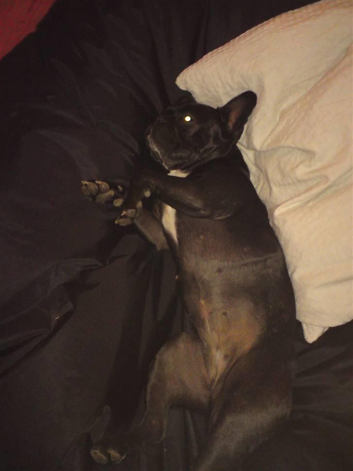 Boston terrier Bella billede 15