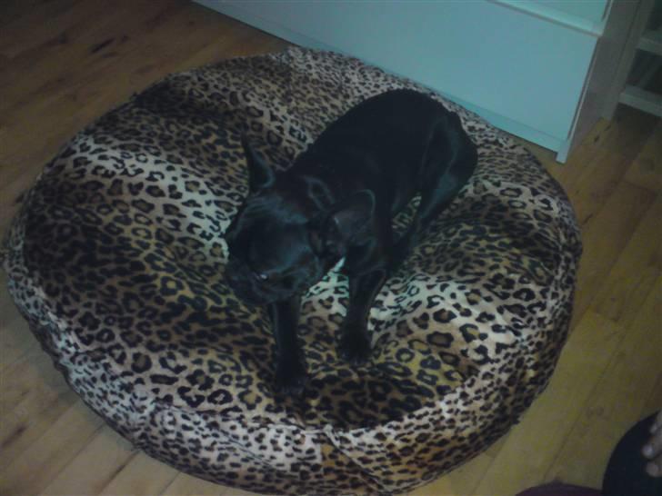 Boston terrier Bella billede 16