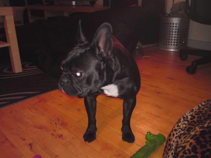 Boston terrier Bella billede 17