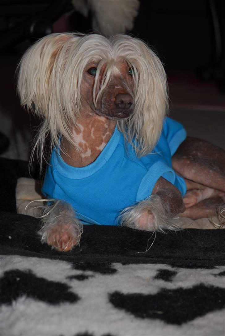 Chinese crested hårløs Aboo  billede 15