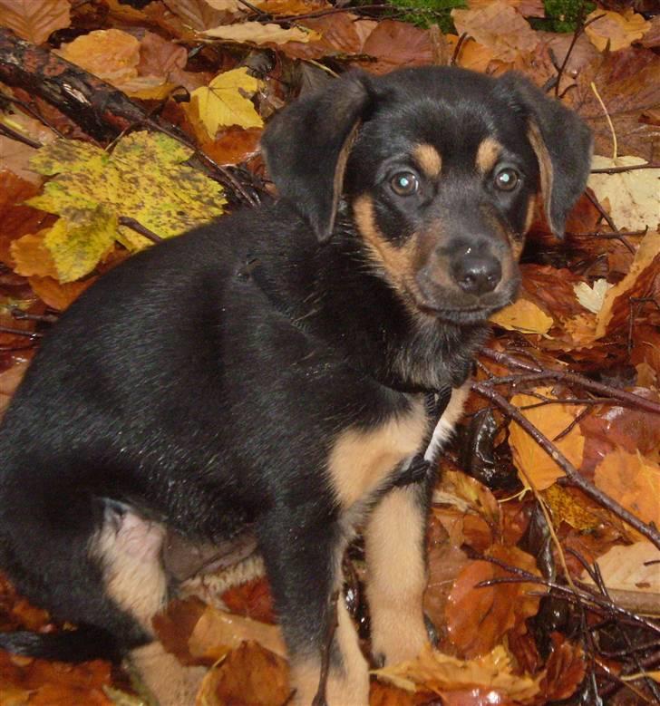 Blanding af racer Lilo - Sikke skoven dog er stor...(11 uger) billede 14