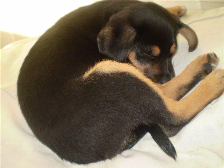 Blanding af racer Lilo - "Snork" (11 uger) billede 15