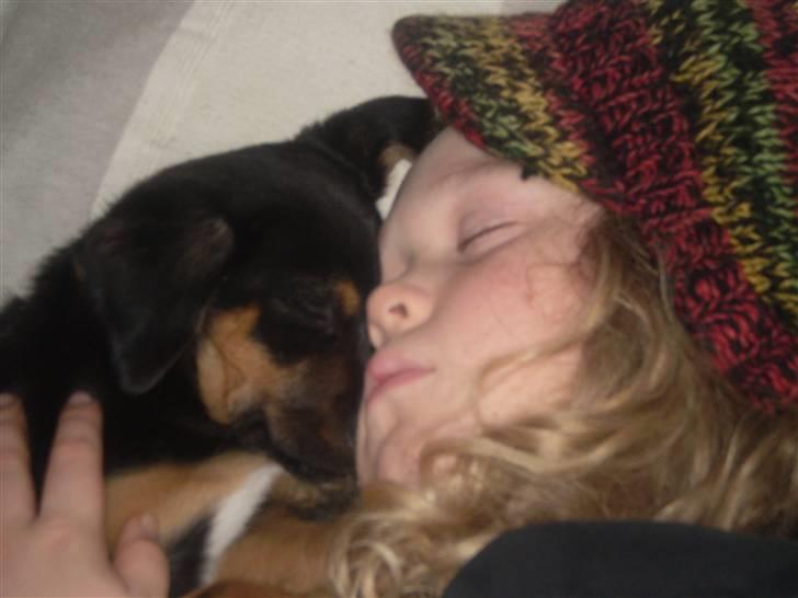 Blanding af racer Lilo - Hygge! billede 16