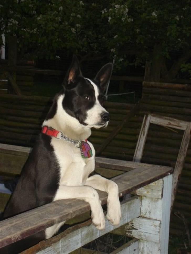 Blanding af racer ast/Karelsk Budda - Jeg holder lige øje her... billede 11