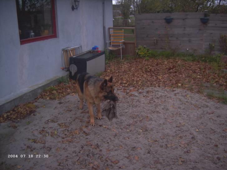 Schæferhund Janki Zarko R.I.P billede 6