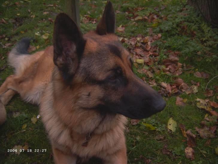 Schæferhund Janki Zarko R.I.P billede 7